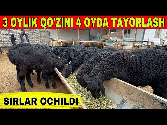 3 OYLIK QO'ZI BOQISH BIZNESI UY SHAROYITIDA SIRLAR OCHILDI.