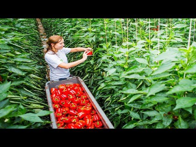 Awesome Greenhouse Bell Pepper Farming - Modern Greenhouse Agriculture Technology