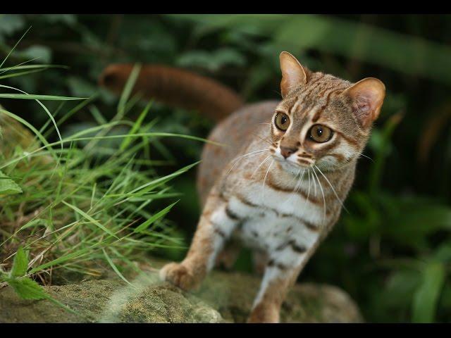 Rusty Spotted Cat