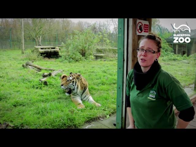 Animal Experiences at Blackpool Zoo