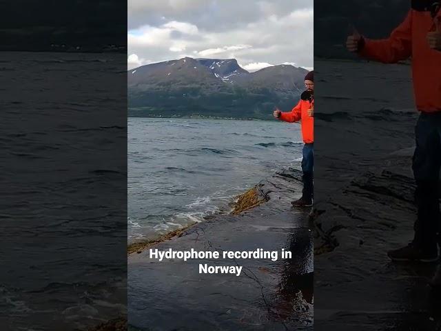 Hydrophone recording in Norway #fieldrecording #underwatersounds