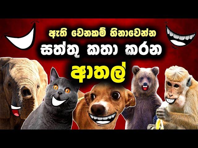 සත්තු කතා කරන ආතල් Animal athal meme sri lanka | 2024 2025 | sattu katha karana video sinhala meme