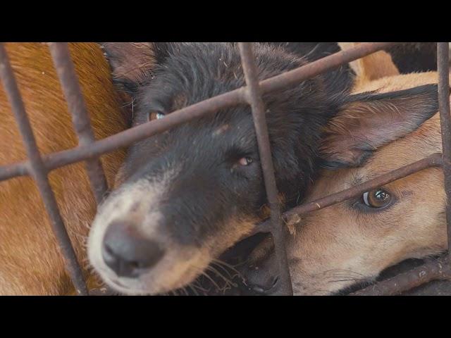 End the Indonesia dog meat trade!