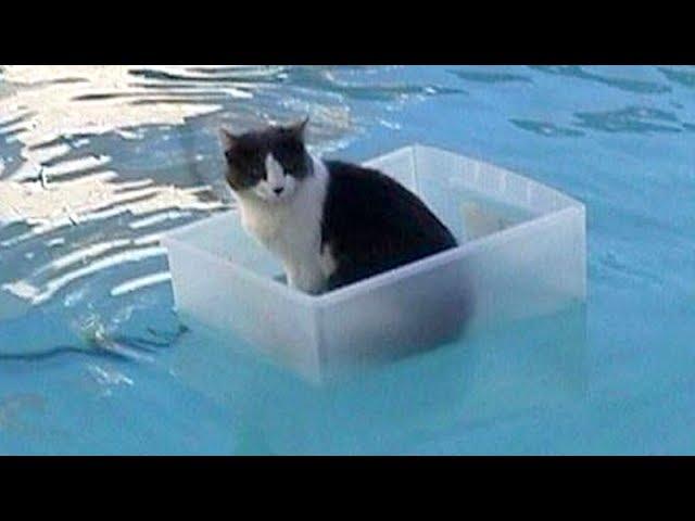 CATS will make you LAUGH YOUR HEAD OFF - Funny CAT compilation