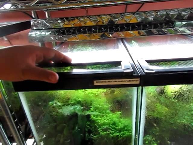 Frog Room Tour