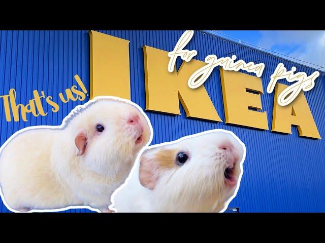 IKEA for Guinea Pigs