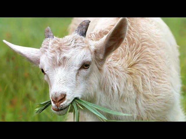 Beaten to death after he was allegedly caught raping a goat | NEWS IN A MINUTE