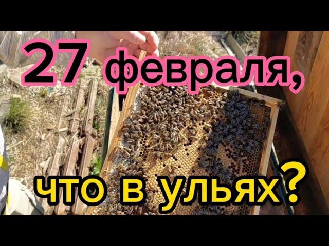 27 февраля, что в ульях? Мёд, пчела, расплод!