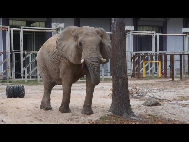 The Elephant Sanctuary | Edie's First Day at The Sanctuary