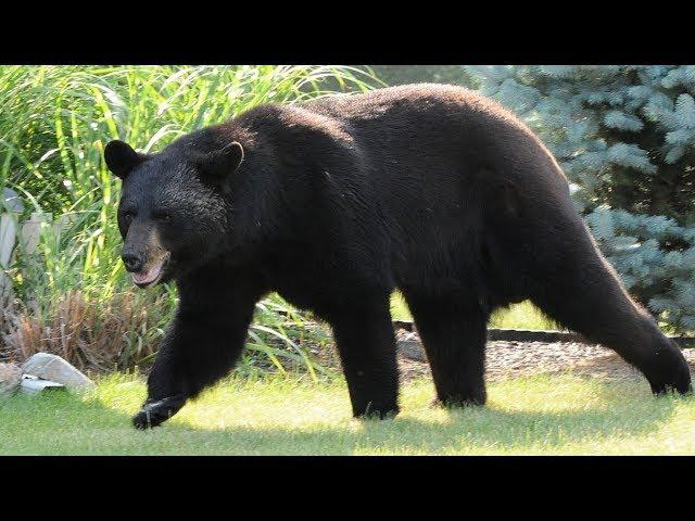 New Jersey’s controversial black bear hunt is about to start up again