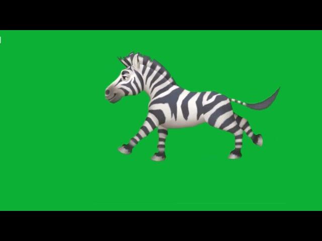 Zebra green screen video / Baby zebra green screen video no copyright / Green screen animals video