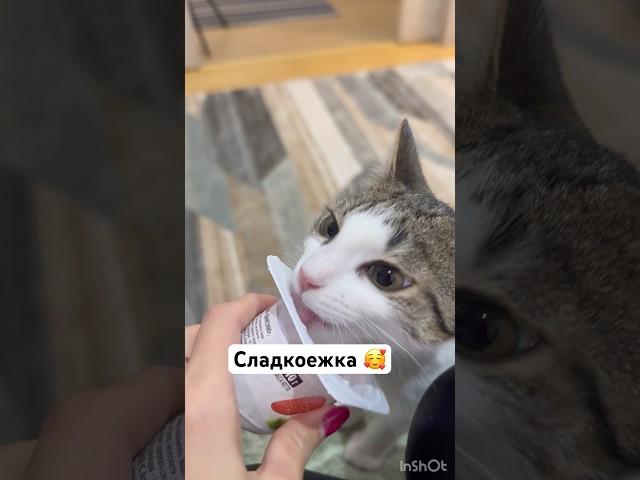 Моя сладкоежка #котенокбуся #сладкоежка #мур #cat