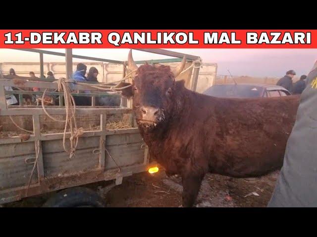 11-ДЕКАБРЬ/КАНЛЫКОЛ МАЛ БАЗАРЫ/СКОТНЫЙ РЫНОК/BUQALAR/BIG BULLS IN THE WORLD/BIG COW