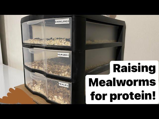 Raising Mealworms… farming protein!