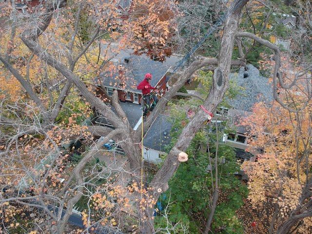 Huge Sugar Maple Removal - No Crane Access!