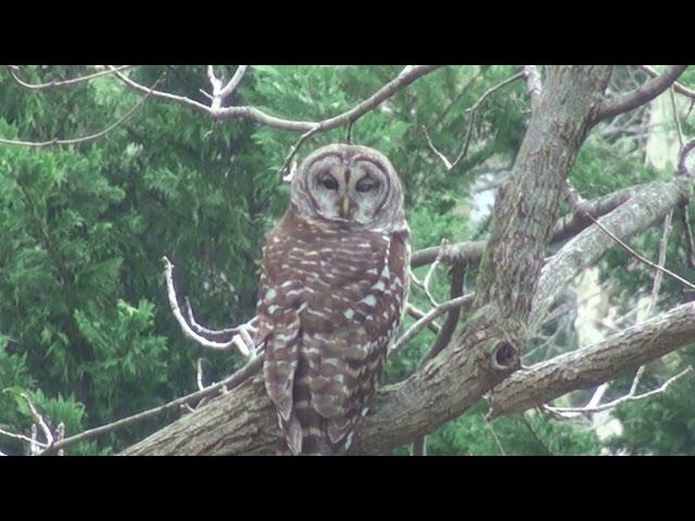 Owl turns head 180+ degrees