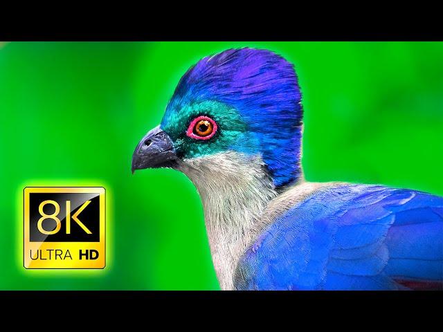 Super Special Birds Collection in 8K ULTRA HD / 8K TV