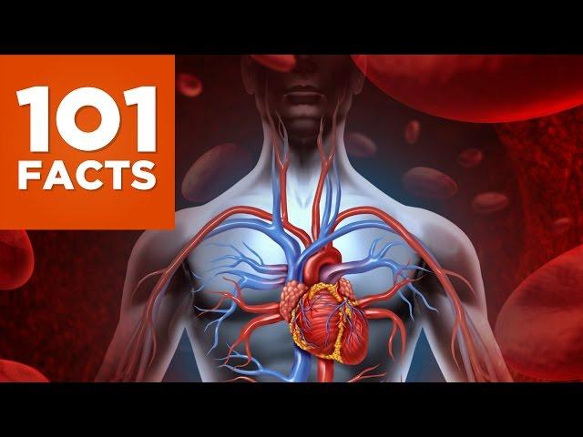 101 Facts About The Human Body