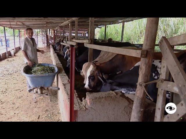 El método de un productor para cebar animales en pocos metros cuadrados - La Finca de Hoy