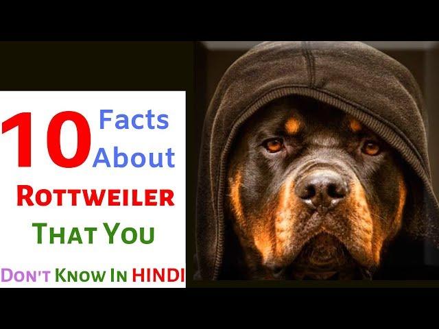 10 Facts About Rottweiler Dogs || Facts About Rottweiler || Interesting Rottweiler Facts Dog ||