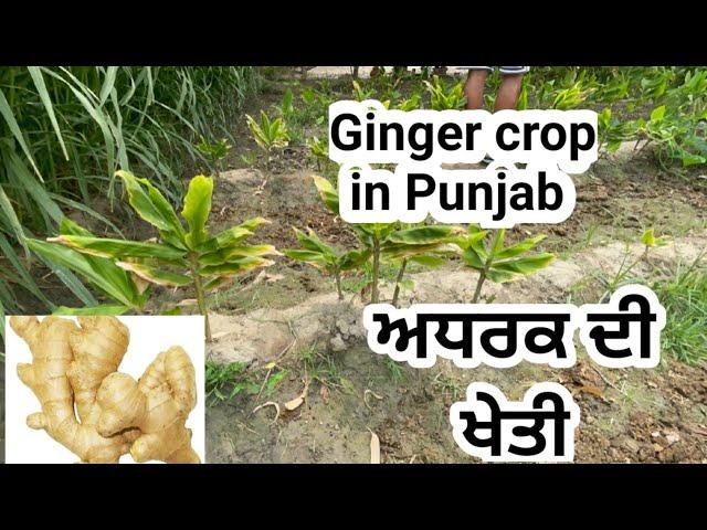 ਅਦਰਕ ਦੀ ਖੇਤੀ ਦੇਖੋ ਸੰਗਰੂਰ ਜਿਲੇ ਚ।Ginger Farming in punjab india।