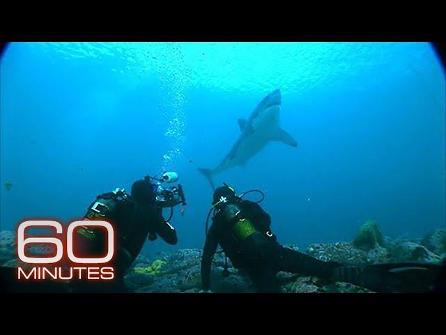 2010: Anderson Cooper meets "the sharkman"