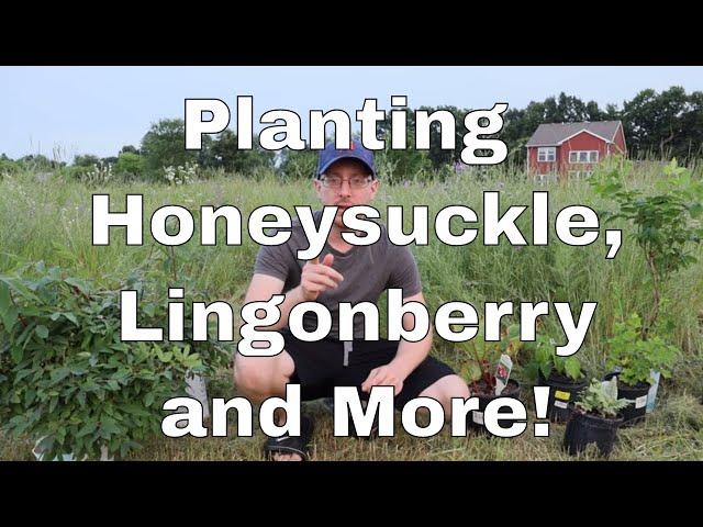 Planting Honeysuckle, Lingonberry and More in the Food Forest!