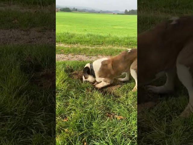 How to dig a proper hole - Saint Bernard dog digging a hole trying to find something