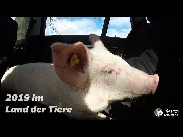 2019 im Land der Tiere - Wie schön es ist zu leben! ️