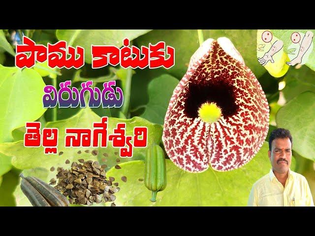 పాముకాటుకు విరుగుడు తెల్ల నాగేశ్వరీ||Thella nageshwari mokka||Best Plant for Snake Bite in Telugu