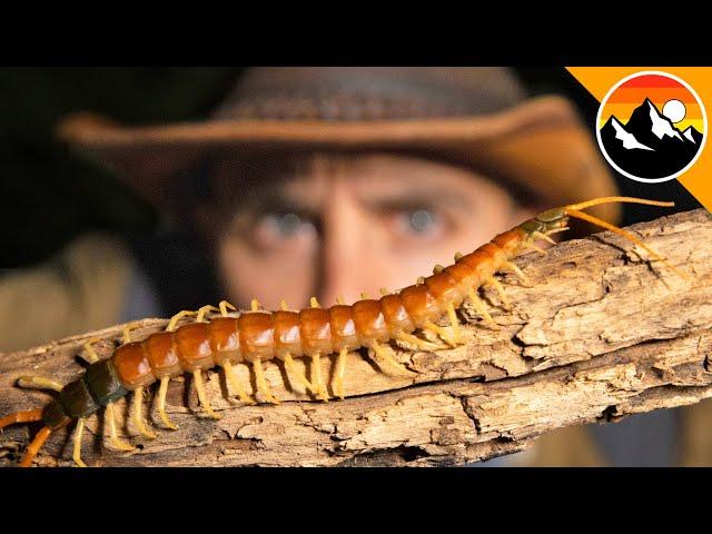 REVENGE of the Centipede - Will it Bite?