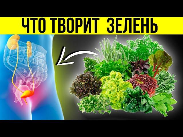 Польза зелени для организма. Почему нужно есть ЗЕЛЕНЬ каждый день? | Смотри и Знай