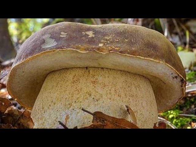 Funghi porcini /Boletus edulis mushroom 2024 Eastern Europe