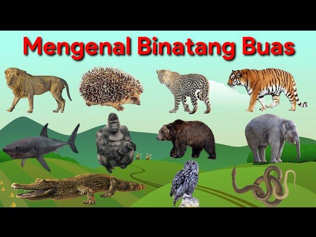 Belajar Mengenal Nama Hewan Buas dan Suaranya | Binatang Buas