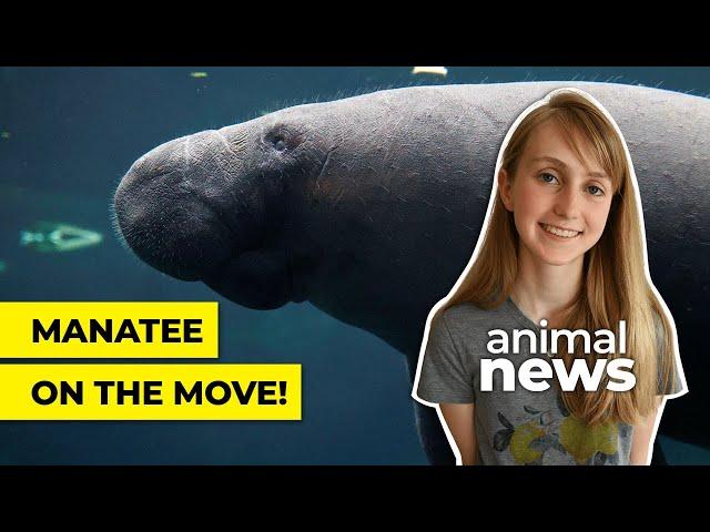 Why this sea cow was moved to Paris | CBC Kids News