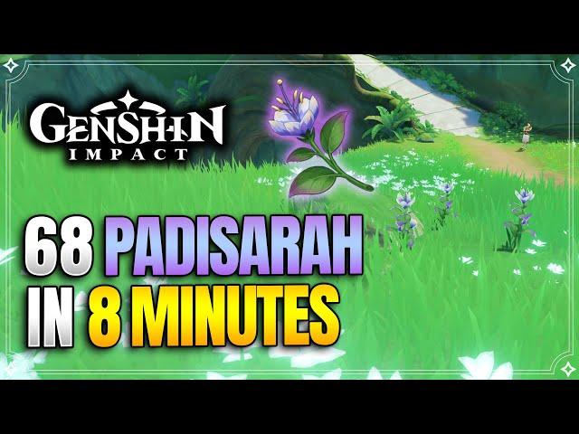 Padisarah Locations | Fast and Efficient Farming Route | Nilou Ascension Materials |【Genshin Impact】