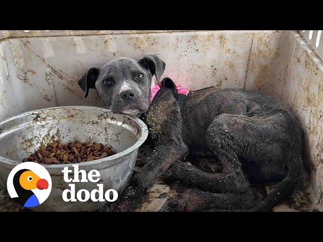 Puppy Thrown Out Like Trash Lives Like A Princess Now | The Dodo