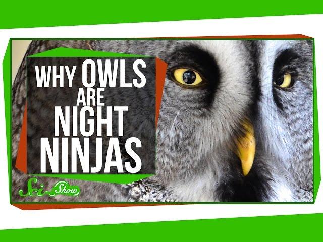 Why Owls Are Night Ninjas