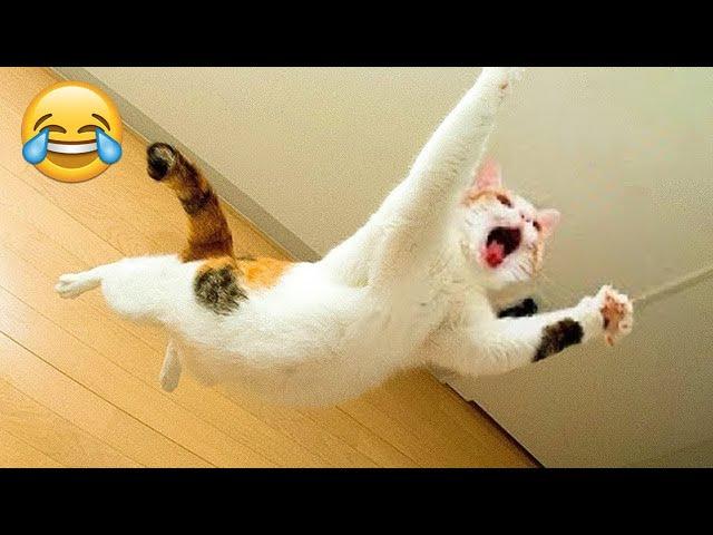 Funniest Animals  New Funny Cats and Dogs Videos  - Ep.6