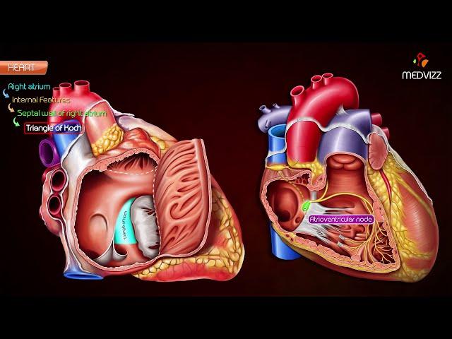 Gross anatomy of Right atrium (RA) Animation | Usmle step 1 , National exit test