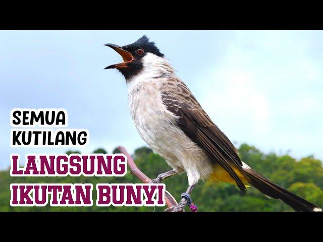 Guaranteed Effective for Masteran - The Sound of the Gacor Ful GARUDA Kutilang Bird