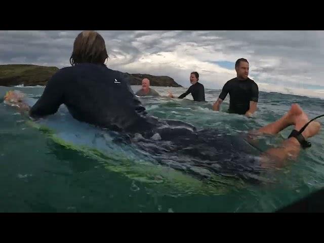 Great White Shark Encounter on Coffs Coast