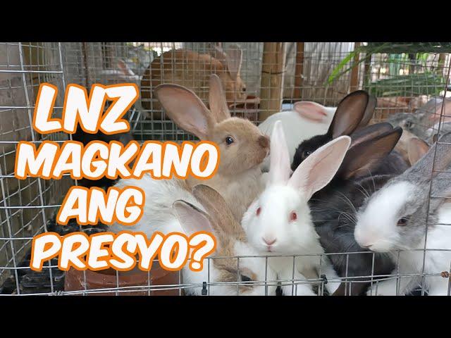 Rabbit Farming | LNZ Magkano Ang Presyo? Lugi O Kikita? | LNZ Alagang Integra 3000