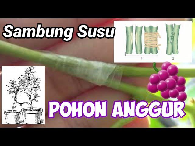 Anggur | Sambung susu Pohon Anggur | Keberhasilan 100% | Ulas Tuntas Channel