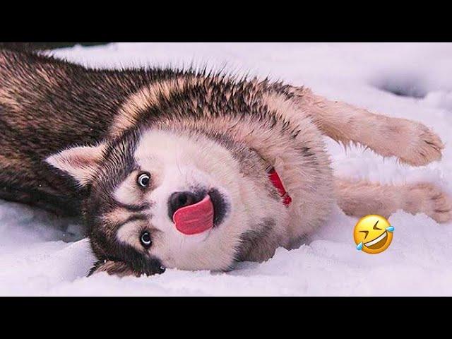 This HUSKY DOG Throws the Ultimate Drama Fit – You Won’t Stop Laughing!