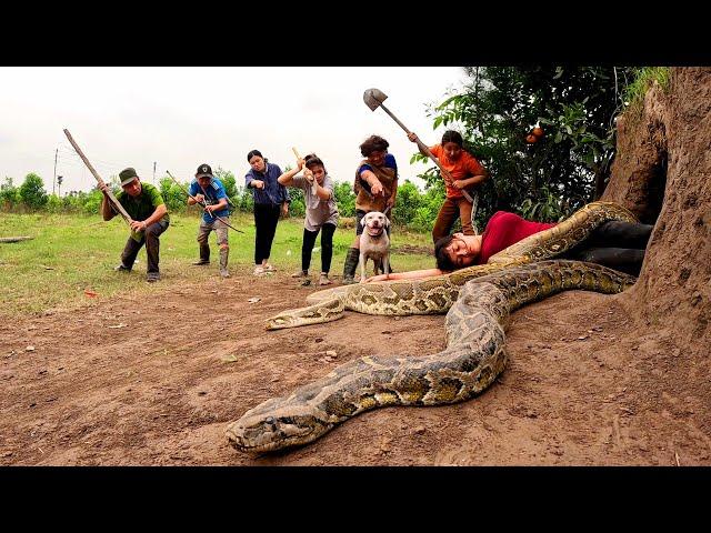 6 Brave Hunters With PitBull Dog Confront 3 Ferocious Giant Python To Save The Girl