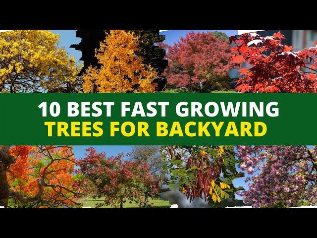 Top 10 Best Fast Growing Trees for Backyard  Backyard Garden Ideas 