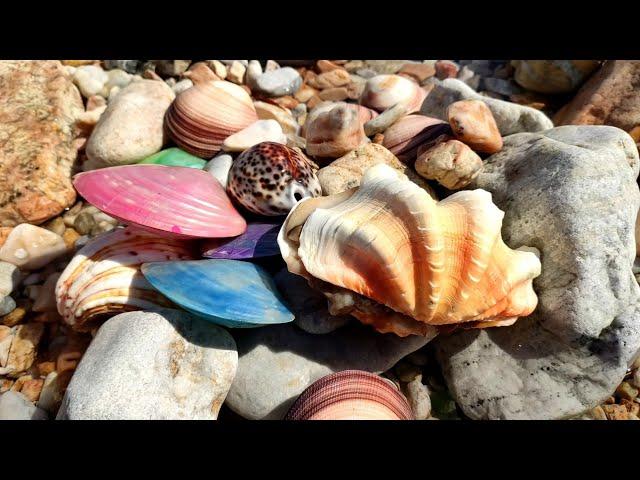 Huge yellow shell. Pearls grow in their bellies and burst out of them