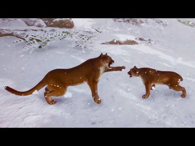 Big Cat Best Friends? Planet Zoo