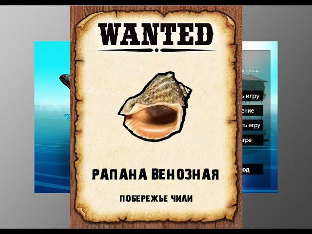 Мутанты рр3. Рапана Венозная рр3. Побережье Чили.